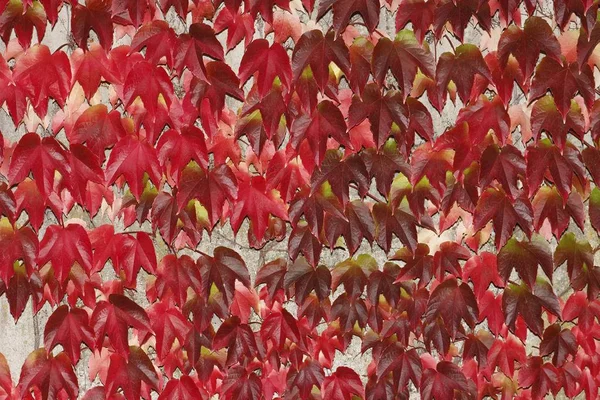 Kreeper Jepang Parthenocissus Tricuspidata Warna Musim Gugur Dinding — Stok Foto