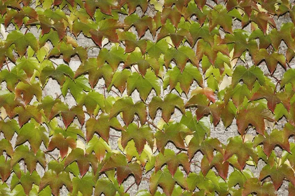 Creeper Japonês Parthenocissus Tricuspidata Uma Parede — Fotografia de Stock