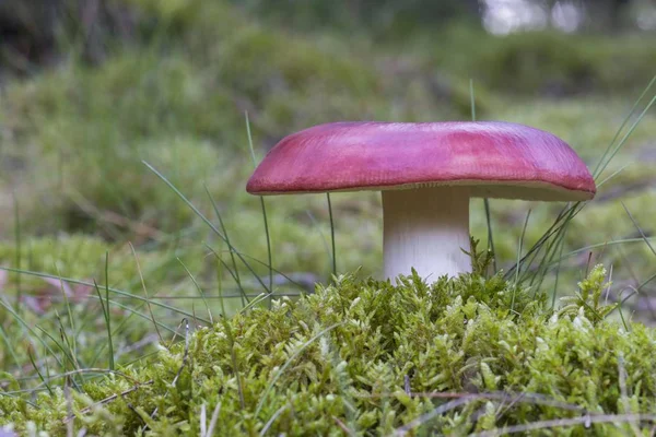 Russula Pilz Russula Spec Henne Region Süddänemark Dänemark Europa — Stockfoto