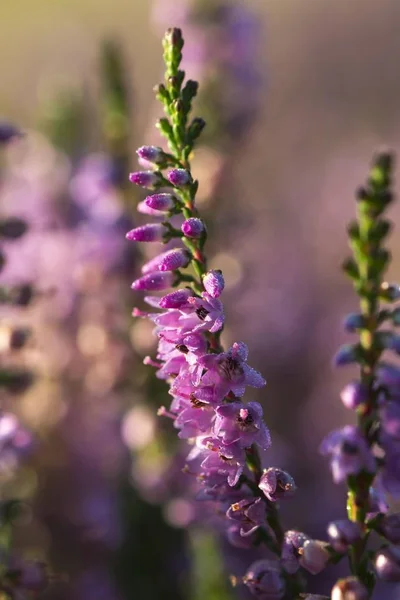 Blooming Heather Calluna Vulgaris Dewdrops Morning Sun Oksbl Region Southern — Stock Photo, Image