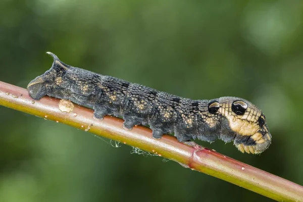 Sloní Jestřábí Můra Housenka Detailní Záběr Rozmazaném Pozadí — Stock fotografie