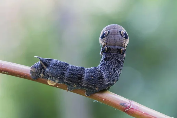 Elephant Hawk Moth Caterpillar Closeup Blurred Background — Stock Photo, Image