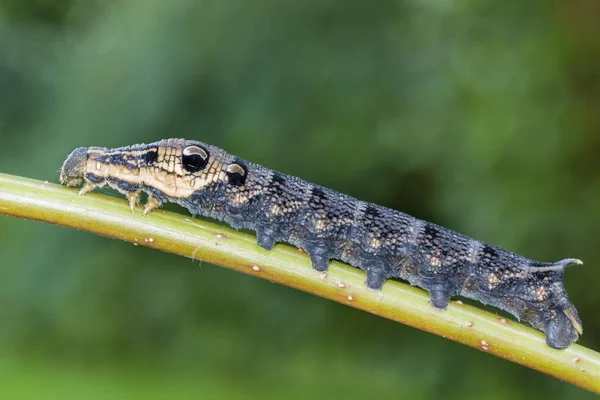 Nahaufnahme Von Elefanten Falter Raupe Vor Verschwommenem Hintergrund — Stockfoto