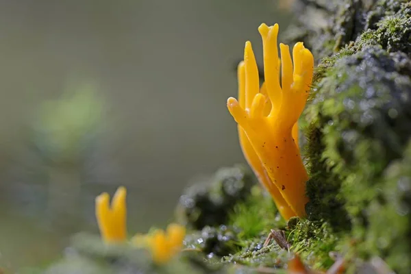 Stagshorn Jaune Calocera Viscosa Emsland Basse Saxe Allemagne Europe — Photo