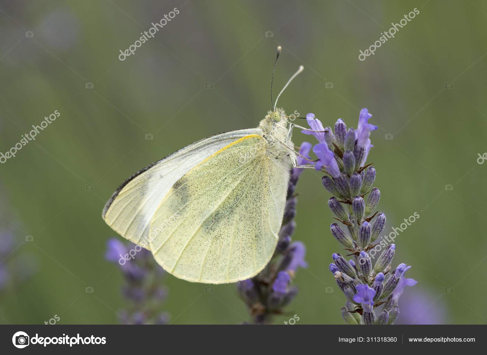 モンシロチョウ写真素材 ロイヤリティフリーモンシロチョウ画像 Depositphotos