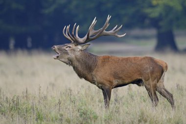 Red Deer (Cervus elaphus), stag, Denmark, Europe clipart