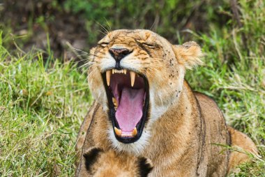 Lioness (Panthera leo) yawning, Maasai Mara, Kenya, Africa clipart