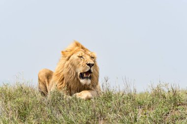 Lion (Panthera leo), Serengeti, Tanzania, Africa clipart