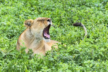 Ffly-ridden Lioness (Panthera leo), Ndutu, Tanzania, Africa clipart