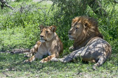 Lions (Panthera leo), male and female resting in the shade, Ndutu, Tanzania, Africa clipart