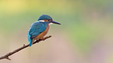 Kingfisher  young bird on perch clipart