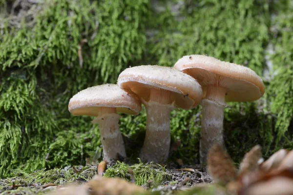 Dark Honey Fungus Armillaria Ostoyae Emsland Нижняя Саксония Германия Европа — стоковое фото