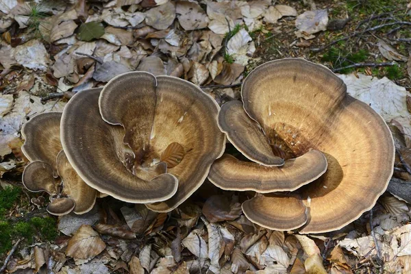 Giant Polypore Meripilus Giganteus Emsland Lower Saxony Germany Europe — Stock Photo, Image