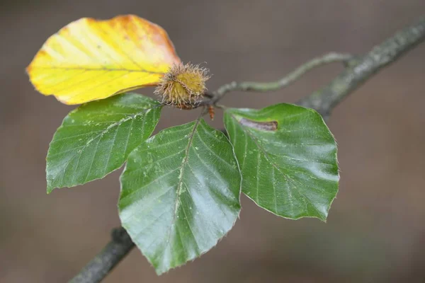 Faia Fagus Sylvatica Folhagem Emsland Baixa Saxónia Alemanha Europa — Fotografia de Stock