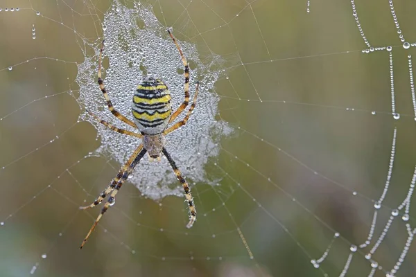 Wasp Spider Argiope Bruennichi Spider Web Emsland Lower Saxony Germany — стоковое фото