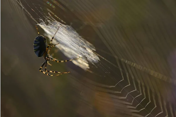 Guêpe Araignée Argiope Bruennichi Sur Une Toile Araignée Emsland Basse — Photo