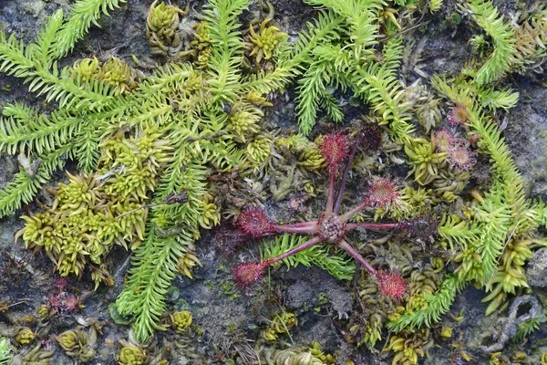 Bog Clubmoss Lycopodiella Inundata Leafed Sundew Drosera Rotundifolia Emsland Baja —  Fotos de Stock