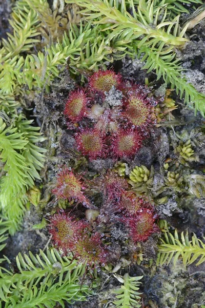 Bog Clubmoss Lycopodiella Inundata Leafed Sundew Drosera Rotundifolia Emsland Baja —  Fotos de Stock