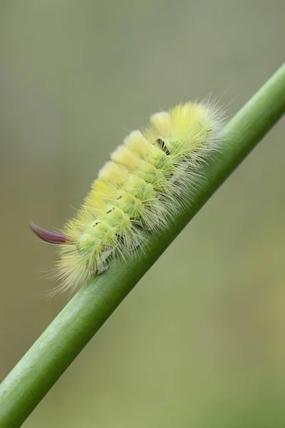 Pale Tussock Calliteara Pudibunda Caterpillar Emsland Lower Saxony Germany Europe — 스톡 사진