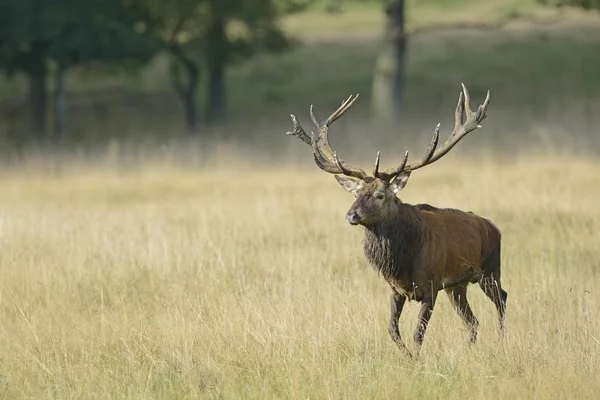 Kızıl Geyik Cervus Elaphus Geyik Danimarka Avrupa — Stok fotoğraf