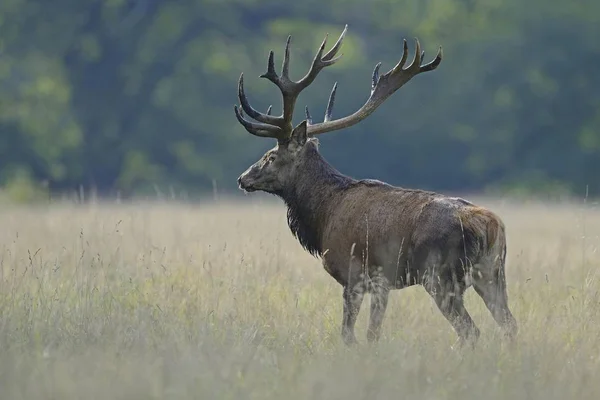 Vörös Szarvas Cervus Elaphus Szarvas Dánia Európa — Stock Fotó