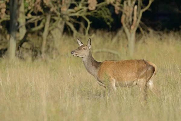 Veado Vermelho Cervus Elaphus Corça Dinamarca Europa — Fotografia de Stock