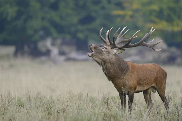 Red Deer Cervus Elaphus Stag Δανία Ευρώπη — Φωτογραφία Αρχείου