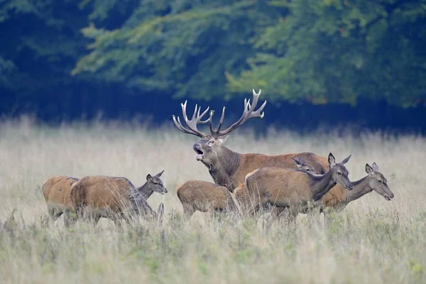 Geyik Cervus Elaphus Sürü Jaegersborg Kopenhag Danimarka Avrupa — Stok fotoğraf