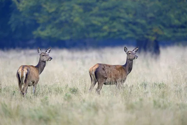 Red Deer Cervus Elaphus Hinds Jaegersborg Copenhagen Denmark Europe — 图库照片