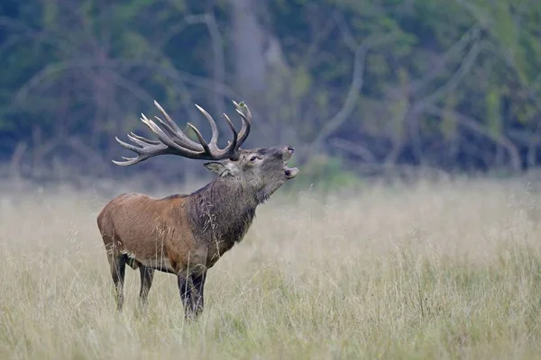 Red Deer Cervus Elaphus Βρυχηθμός Ελαφιού Jaegersborg Κοπεγχάγη Δανία Ευρώπη — Φωτογραφία Αρχείου