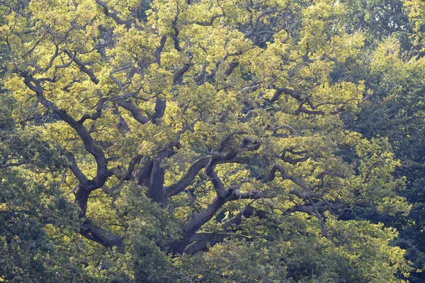 Old Pedunculate Oak Quercus Robur Jgersborg Copenhagen Denmark Europe — Stock Photo, Image