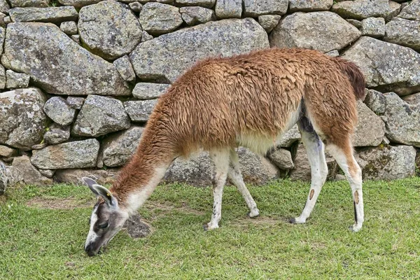 Llama Llama Gllama Pastando Frente Muro Típico Inca Patrimonio Humanidad —  Fotos de Stock