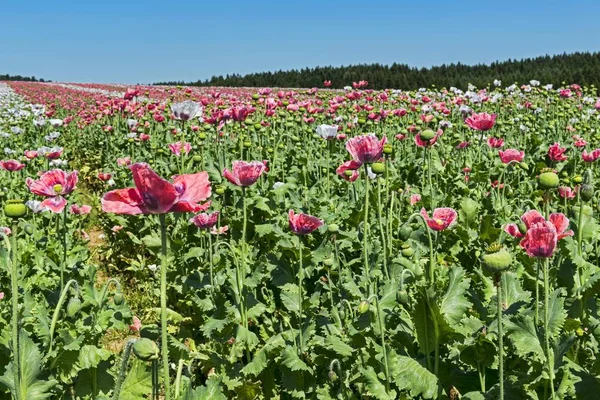 Field Poppies Opium Poppy Papaver Somniferum — Stock Photo, Image