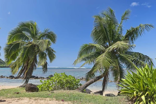 Palmeiras Praia Kaua Havaí Estados Unidos América Norte — Fotografia de Stock
