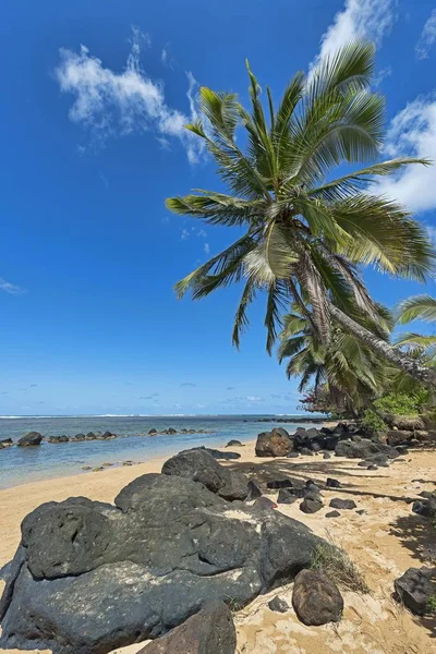 Palmy Skały Lawy Plaży Kaua Hawaje Stany Zjednoczone Ameryka Północna — Zdjęcie stockowe