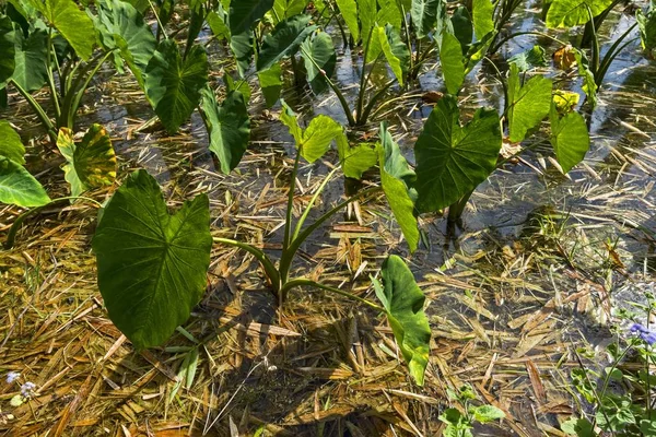 Taro Plants Kauai Hawaii Stati Uniti Nord America — Foto Stock