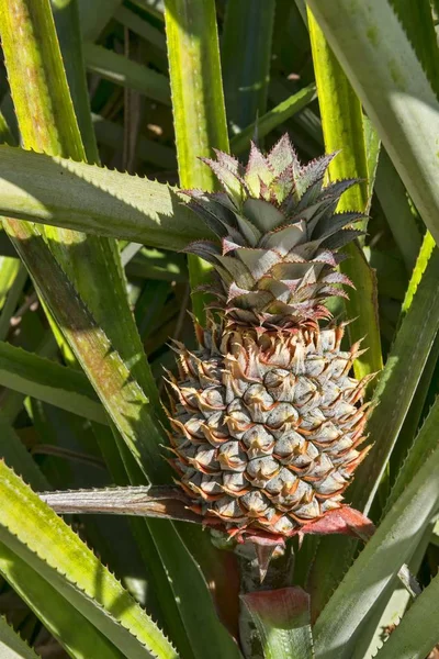 Hawaiian Pineapple Ananas Orea French Polynesia Oceania — Stock Photo, Image