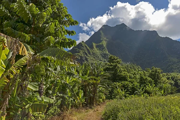 Bananväxter Orea Franska Polynesien Oceanien — Stockfoto