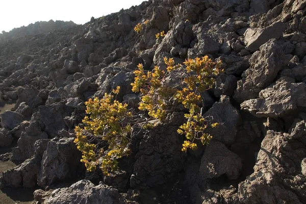 Vegetation Die Auf Lava Wächst Große Insel Hawaii Vereinigte Staaten — Stockfoto