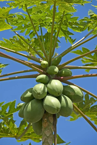 Frutos Mamão Uma Árvore Big Island Havaí América Norte Estados — Fotografia de Stock