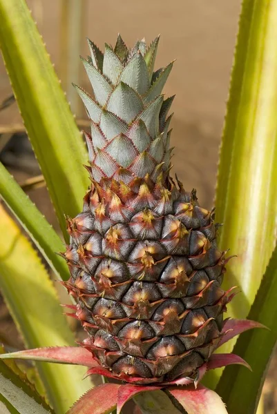 Pineapple Ananas Comosus Ahu Hawaii United States North America — Stock Photo, Image