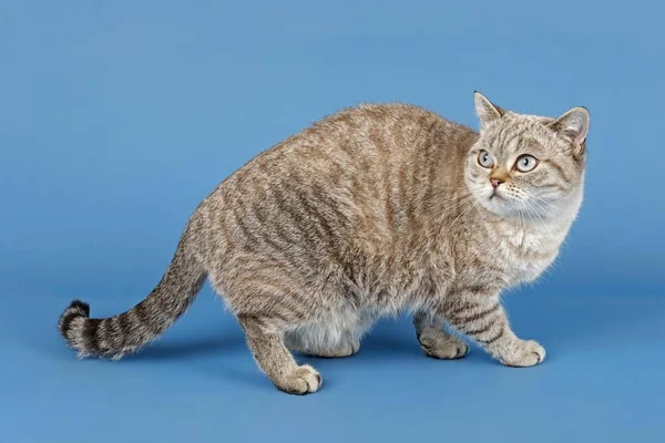 British Shorthair Cat Years Color Seal Lynx Point — 스톡 사진