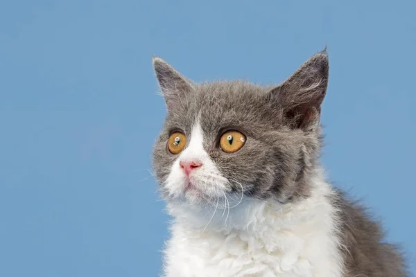 Selkirk Rex Gatinho Semanas Cor Azul Branco — Fotografia de Stock