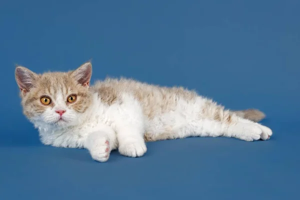 Selkirk Rex Gatito Semanas Color Lila Caballa Tabby Blanco —  Fotos de Stock