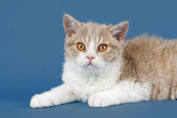 Selkirk Rex Kitten Weeks Colour Lilac Mackerel Tabby White — 스톡 사진