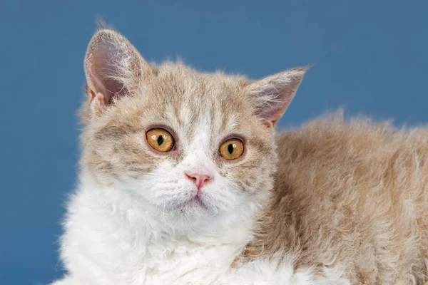 Selkirk Rex Kitten Тижнів Колір Lilac Mackerel Tabby White — стокове фото