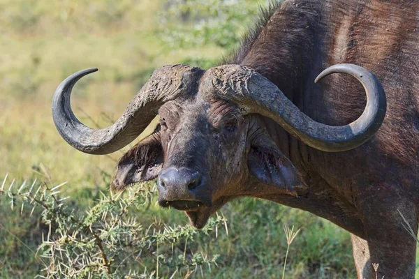 Kapbüffel Syncerus Caffer Kenia Afrika — Stockfoto