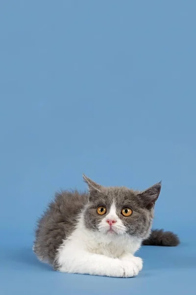 Selkirk Rex Kitten Weeks Colour Blue White — 스톡 사진