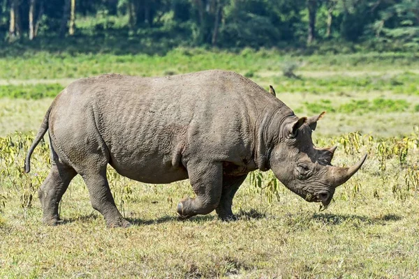 Nosorožec Černý Diceros Bicornis Keňa Afrika — Stock fotografie