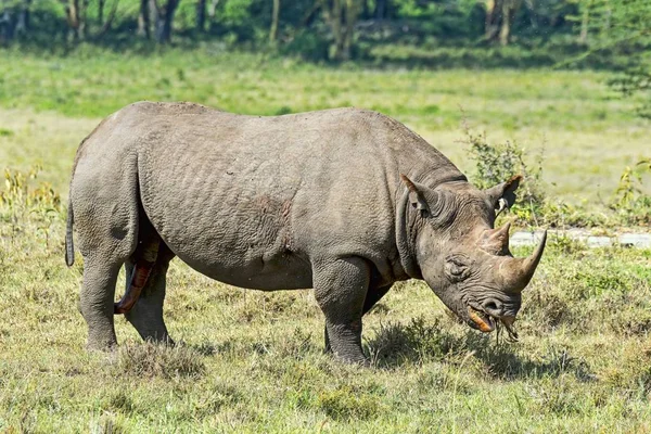 Rinoceronte Negro Diceros Bicornis Quénia África — Fotografia de Stock